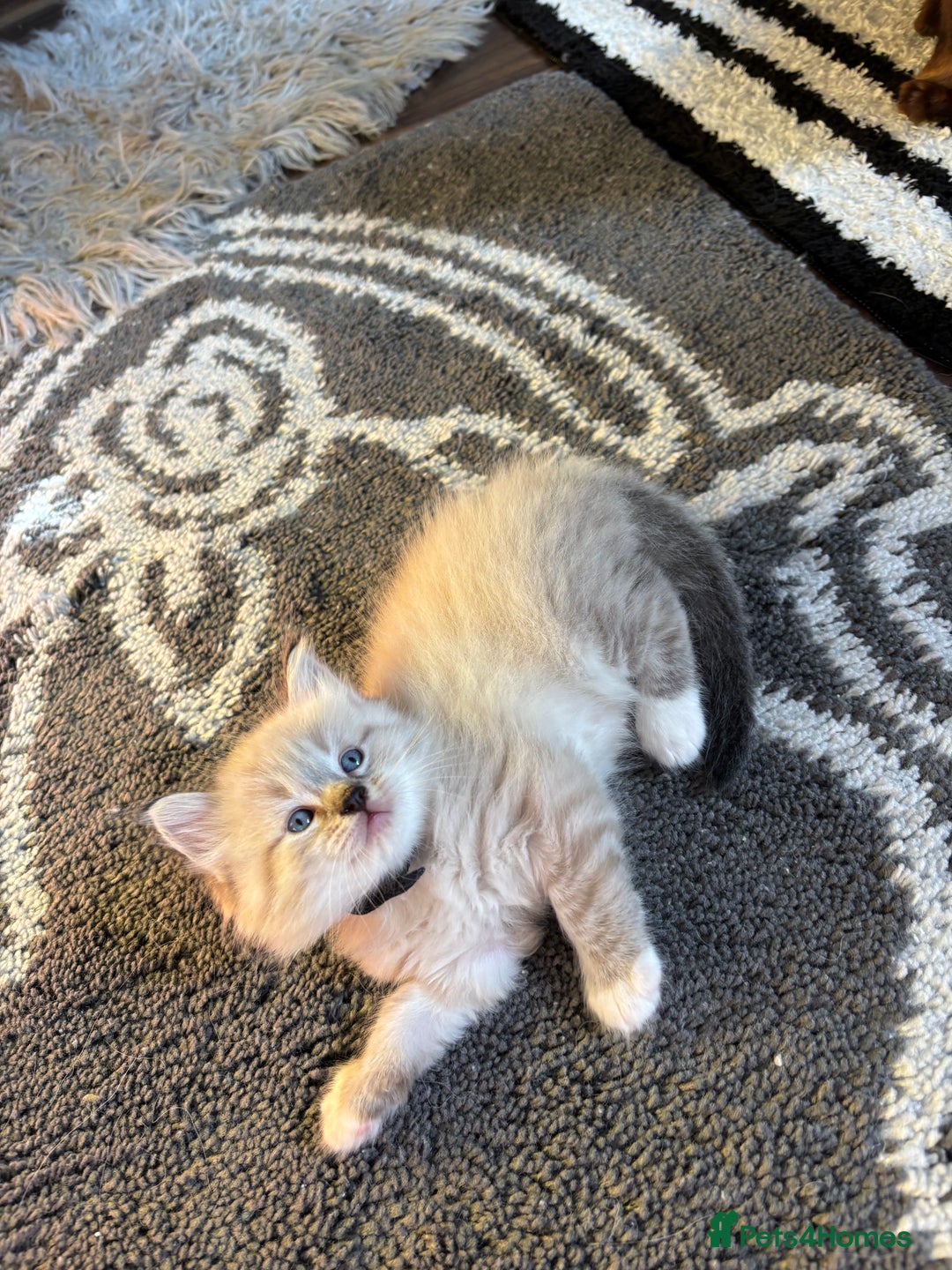 Ragdoll cats for sale: Ragdoll kittens - Image 30