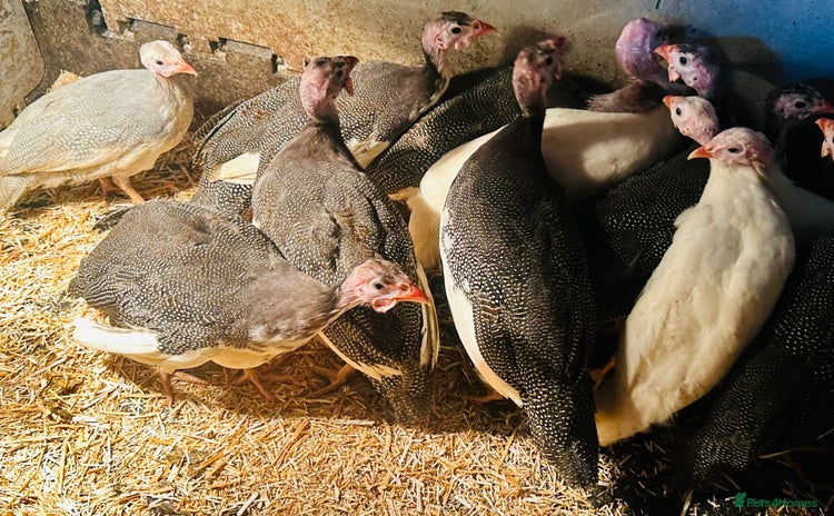 Guinea Fowl poultry - Advert 8