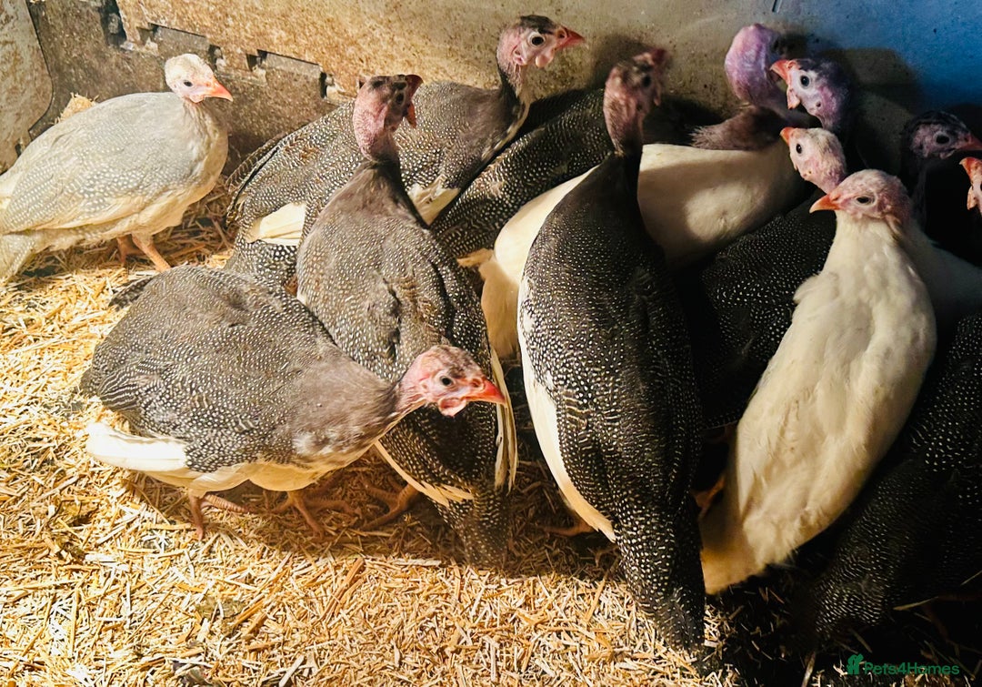 Guinea Fowl poultry for sale: Guinea Fowl Juveniles- READY NOW - Image 1