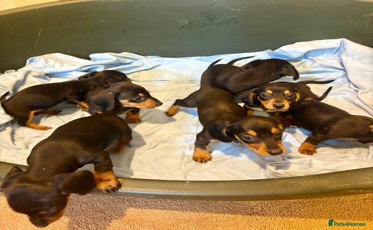 Miniature Dachshund dogs - Advert 3