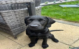 Labrador Retriever dogs for sale: Labradoor black 6months (Female) - Image 4