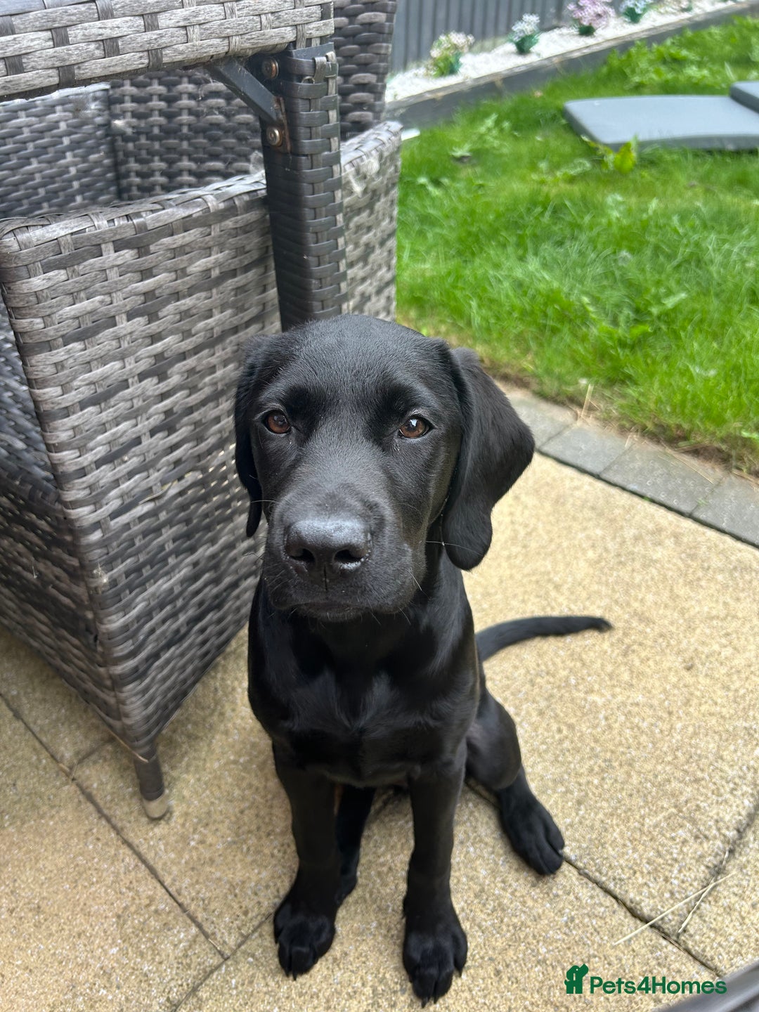 Labrador Retriever dogs for sale: Labradoor black 6months (Female) - Image 4