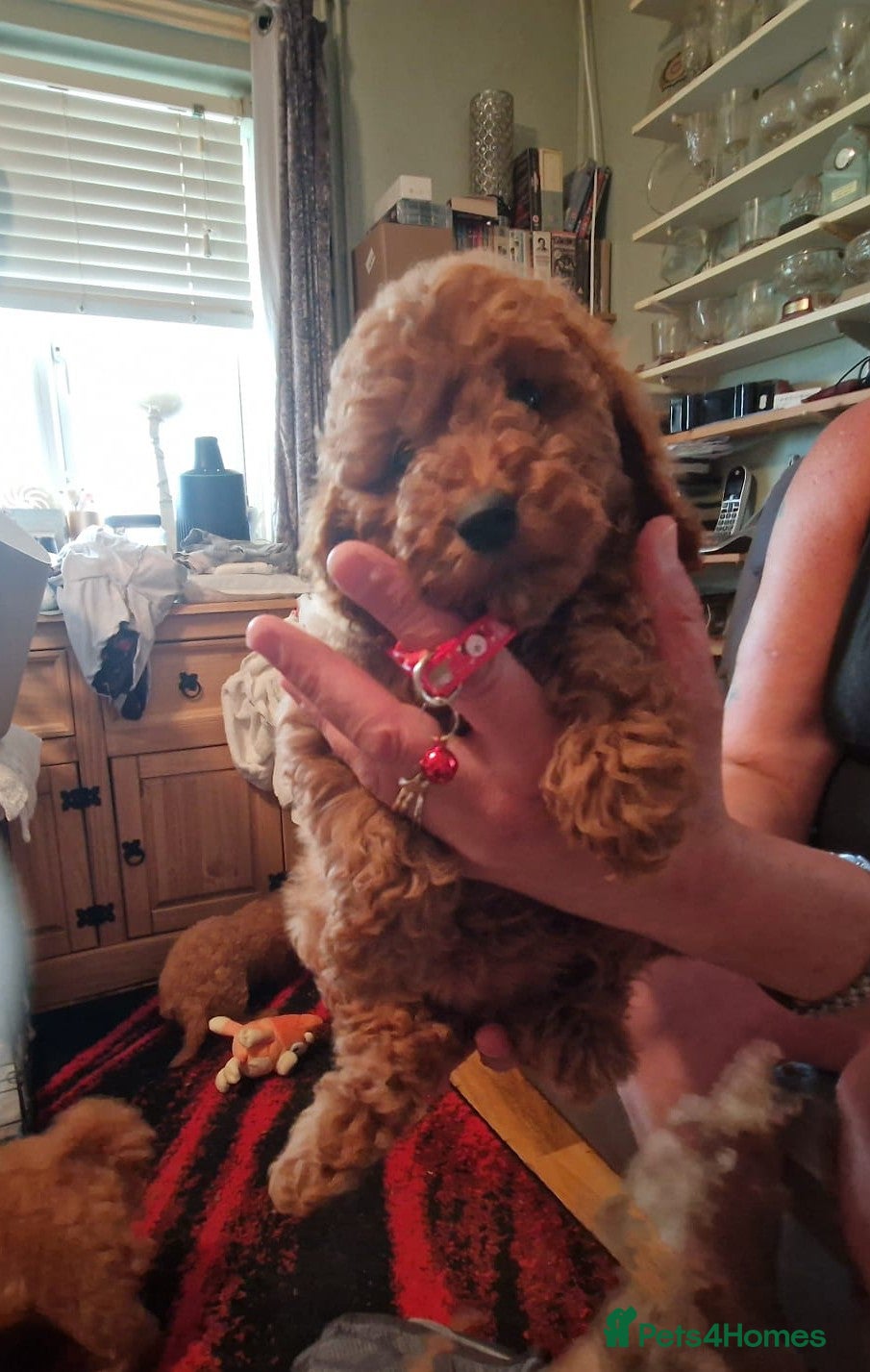 Cavapoo dogs Gorgeous toy Cava poos ready for their new homes! - Advert 18