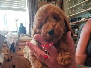 Cavapoo dogs Gorgeous toy Cava poos ready for their new homes! - Advert 11