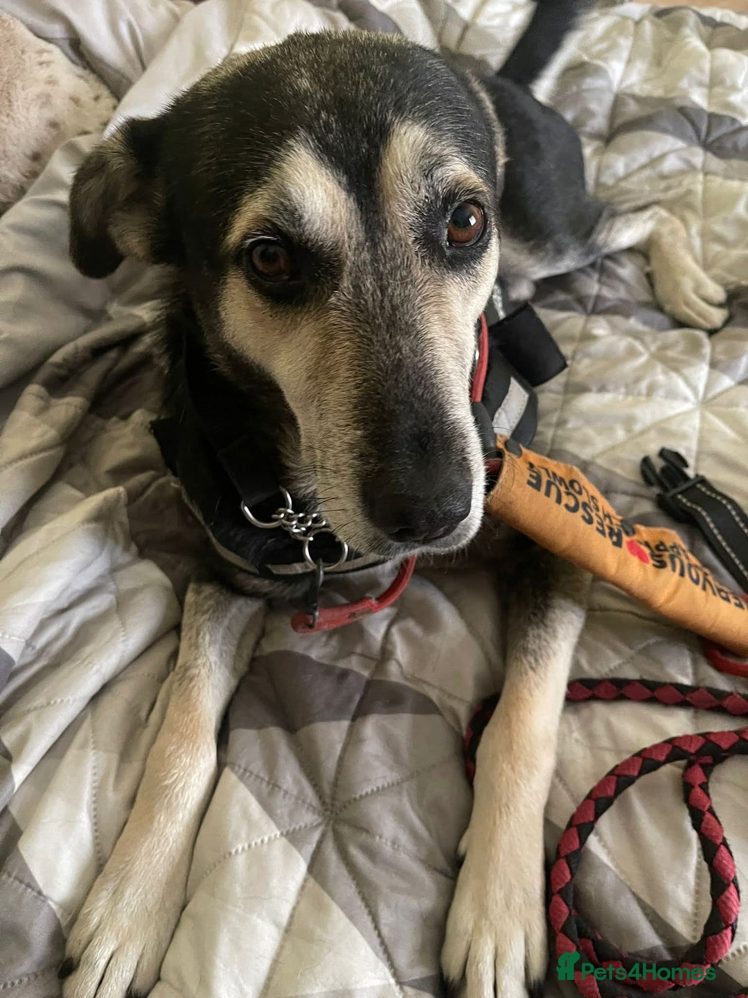 Mixed Breed dogs for adoption: Meet Rex, currently residing in South Wales - Image 2