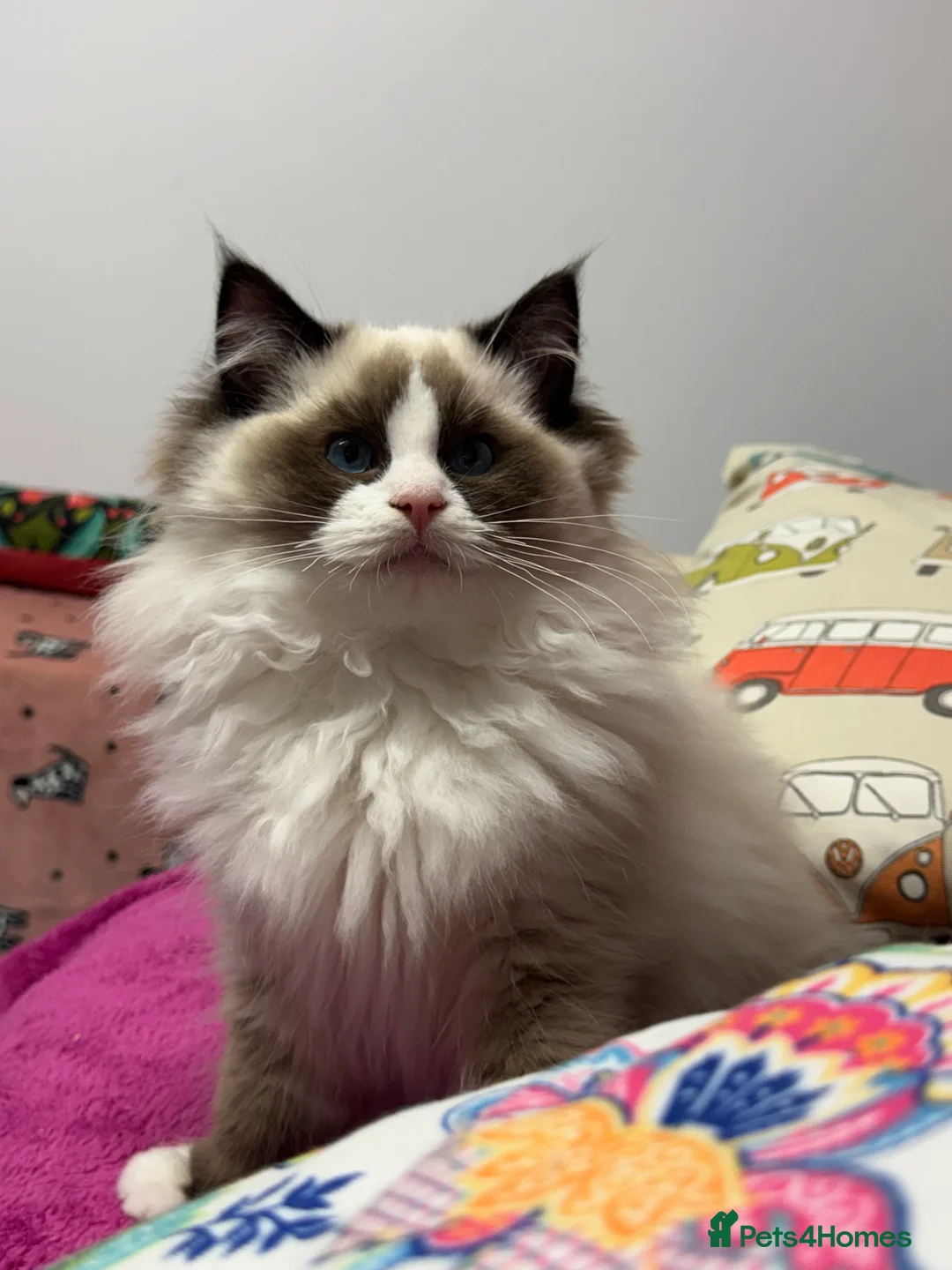 Ragdoll cats for sale: Champion Sired Ragdoll Kittens  - Advert 9