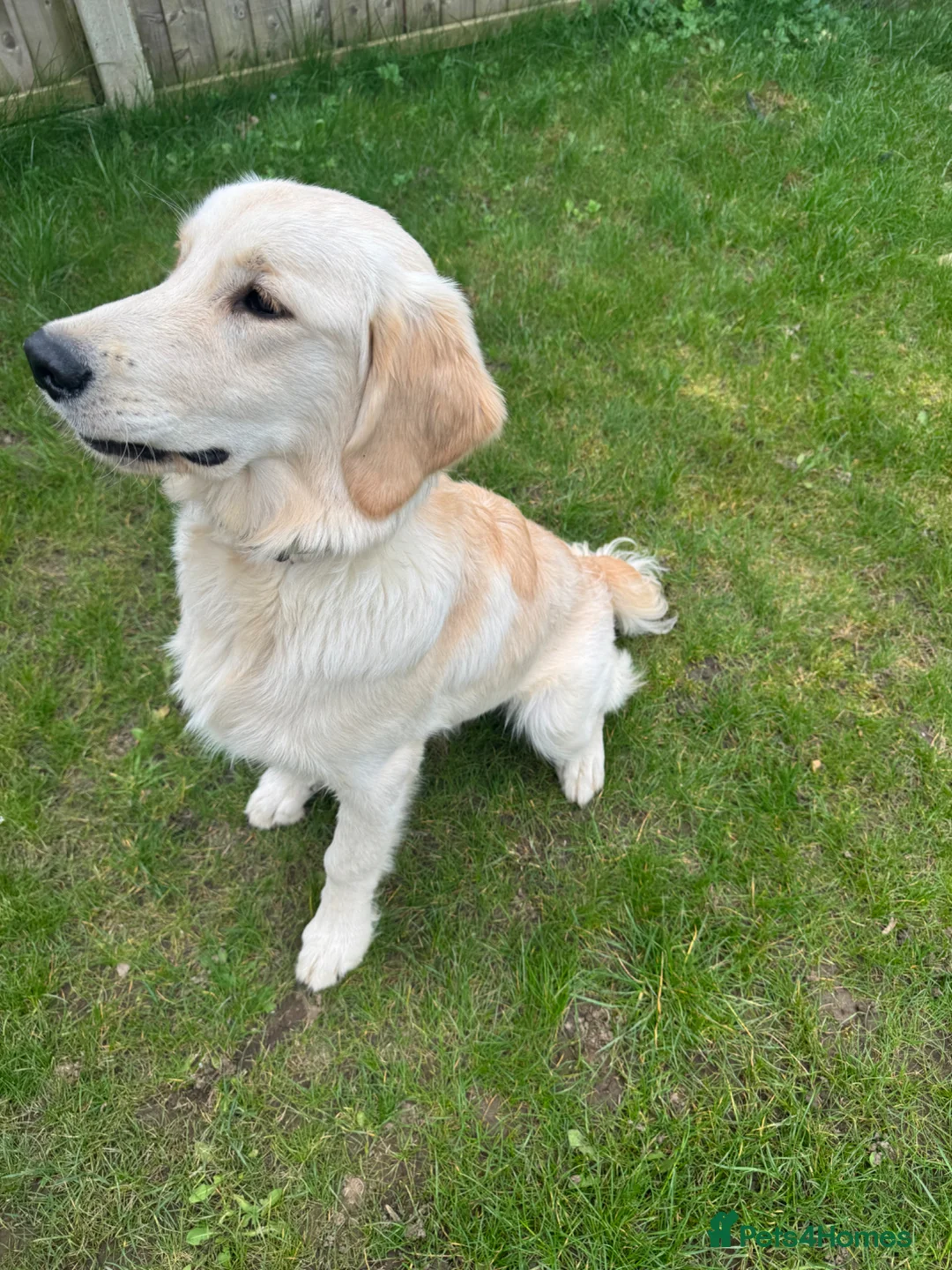 Golden Retriever dogs for sale: 2 KC Boys  - Advert 16
