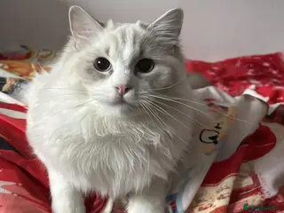 Ragdoll cats Two last Boys Pedigree Ragdoll Available - Advert 6