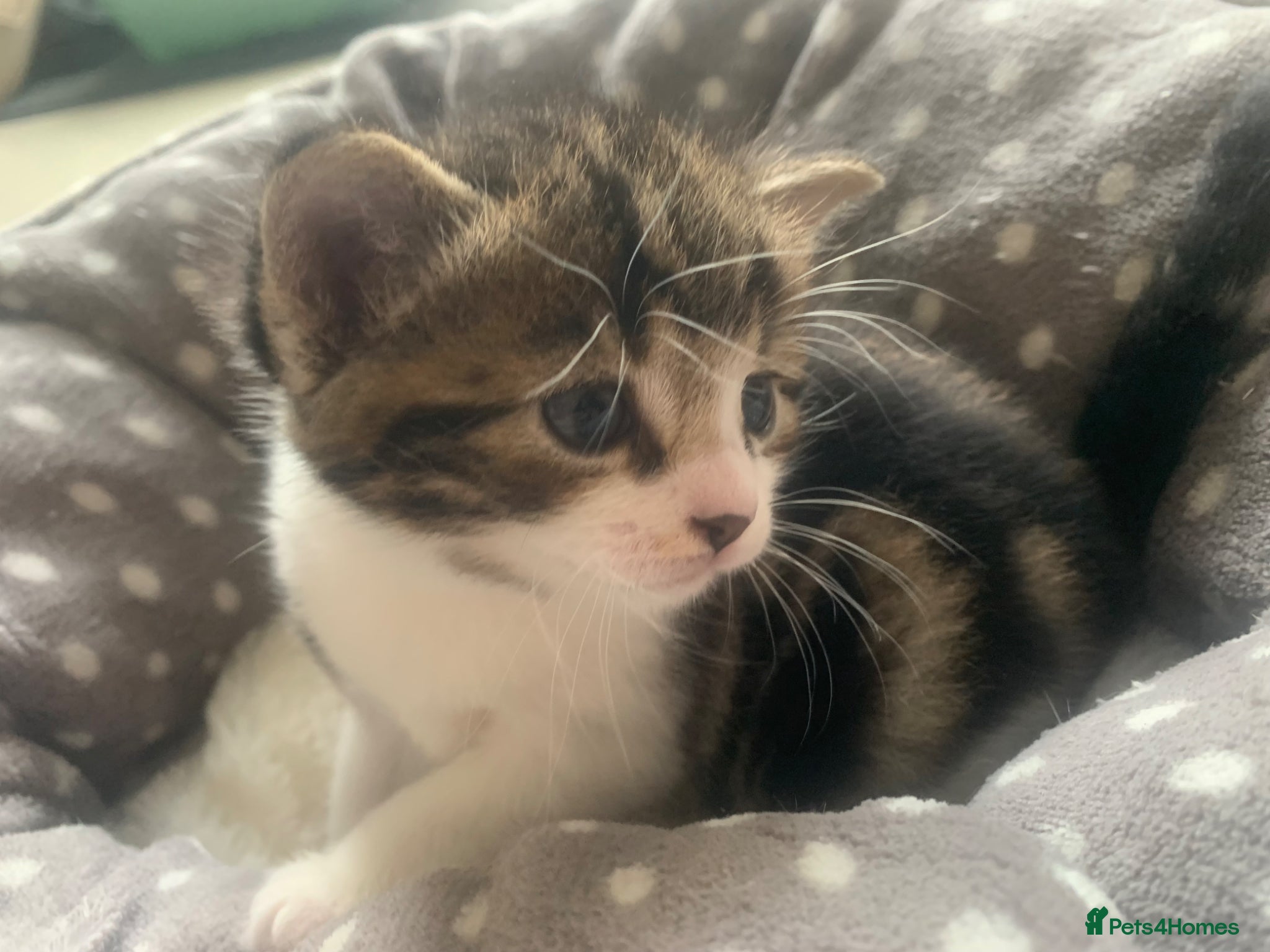 Mixed Breed cats for sale: Shorthair Tabby’s mixed breed in Solihull - Advert 16