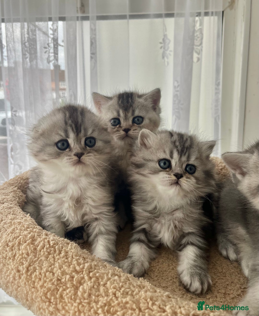 Scottish Fold cats for sale: Adorable Scottish Fold Kittens  - Image 3