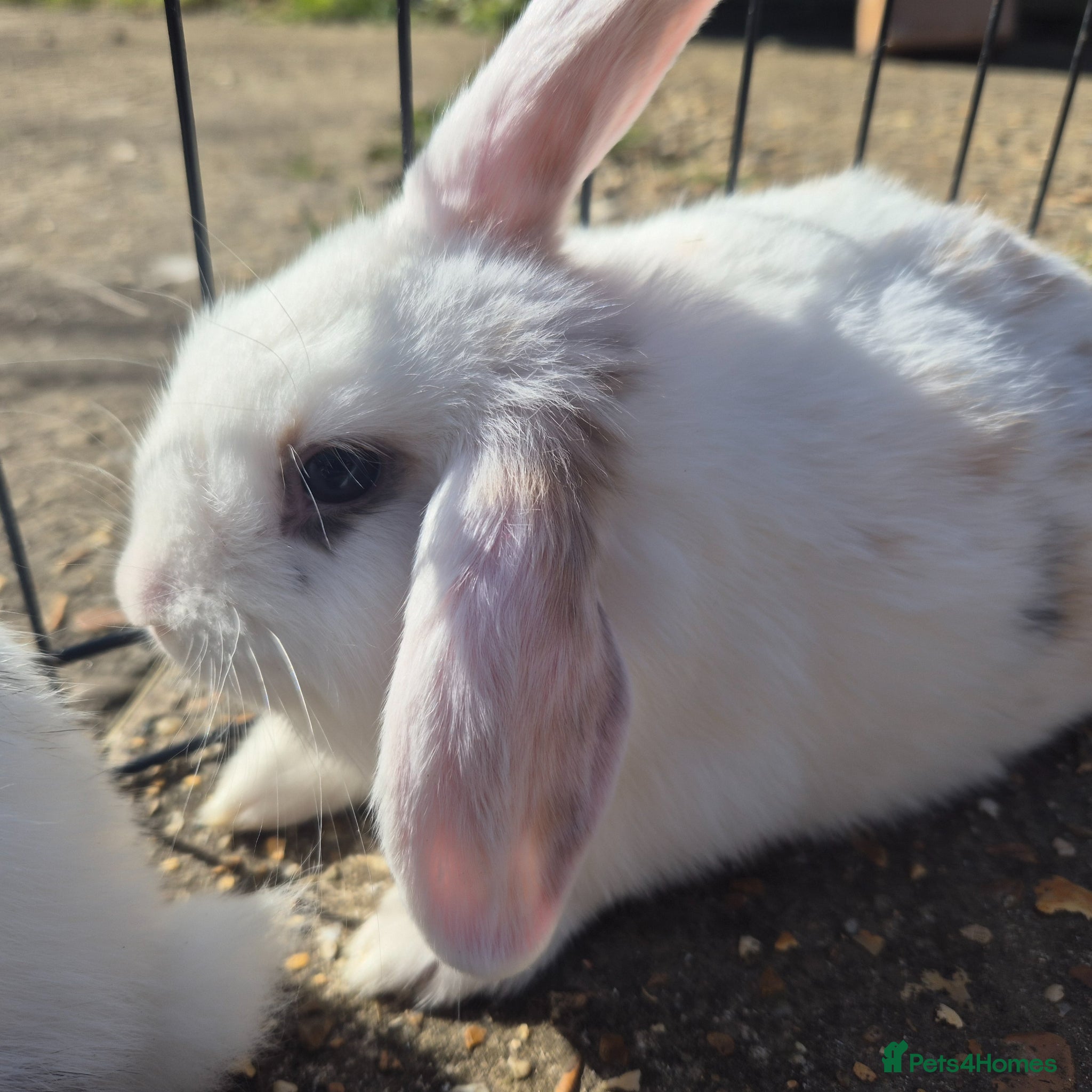 Mini Lop rabbits Gorgeous mini lop x Rex kits - Advert 10