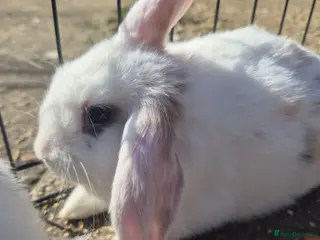 Mini Lop rabbits Gorgeous mini lop x Rex kits - Advert 10