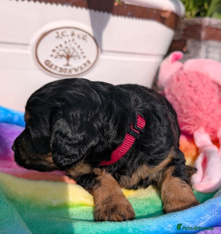 Cavapoo dogs Stunning Black & tan F1 Toy Cavapoo Puppies  - Advert 2