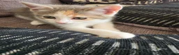 Ragdoll cats for sale: Beautiful ragdoll X - Advert 26