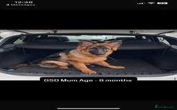 German Shepherd dogs for sale: Last gorgeous boy ready now  - Image 3