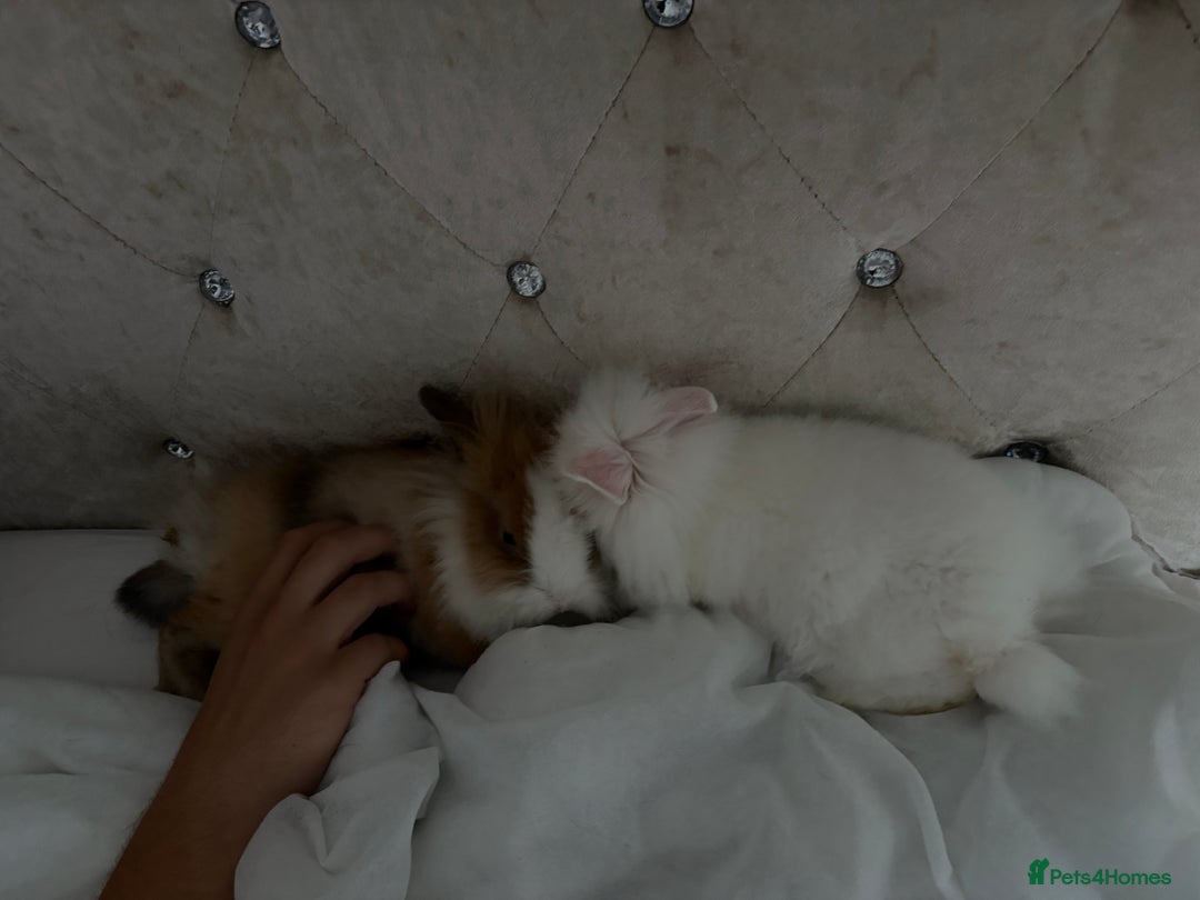 Lionhead rabbits for sale: two friendly lionhead rabbits ,includes pen ect - Image 2