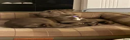 Staffordshire Bull Terrier dogs for sale: 14 week old female blue brindle staffy x puppy - Advert 3