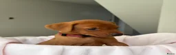 Labrador Retriever dogs for sale: Dark Fox Red Labrador Puppies – Exceptional Lines - Advert 20