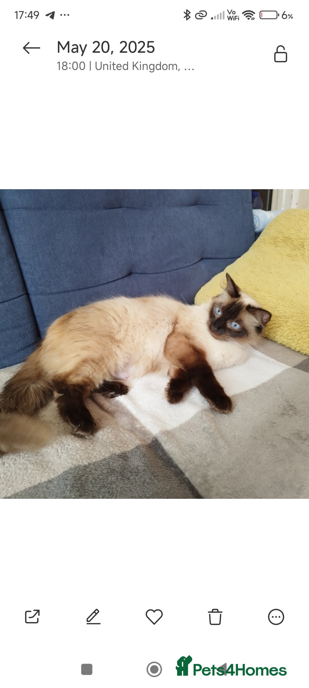 Ragdoll cats for sale: Half Ragdoll - one boy and four girls - Image 29