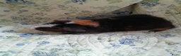 Guinea Pig rodents for sale: Pretty baby Teddy boys  - Advert 6
