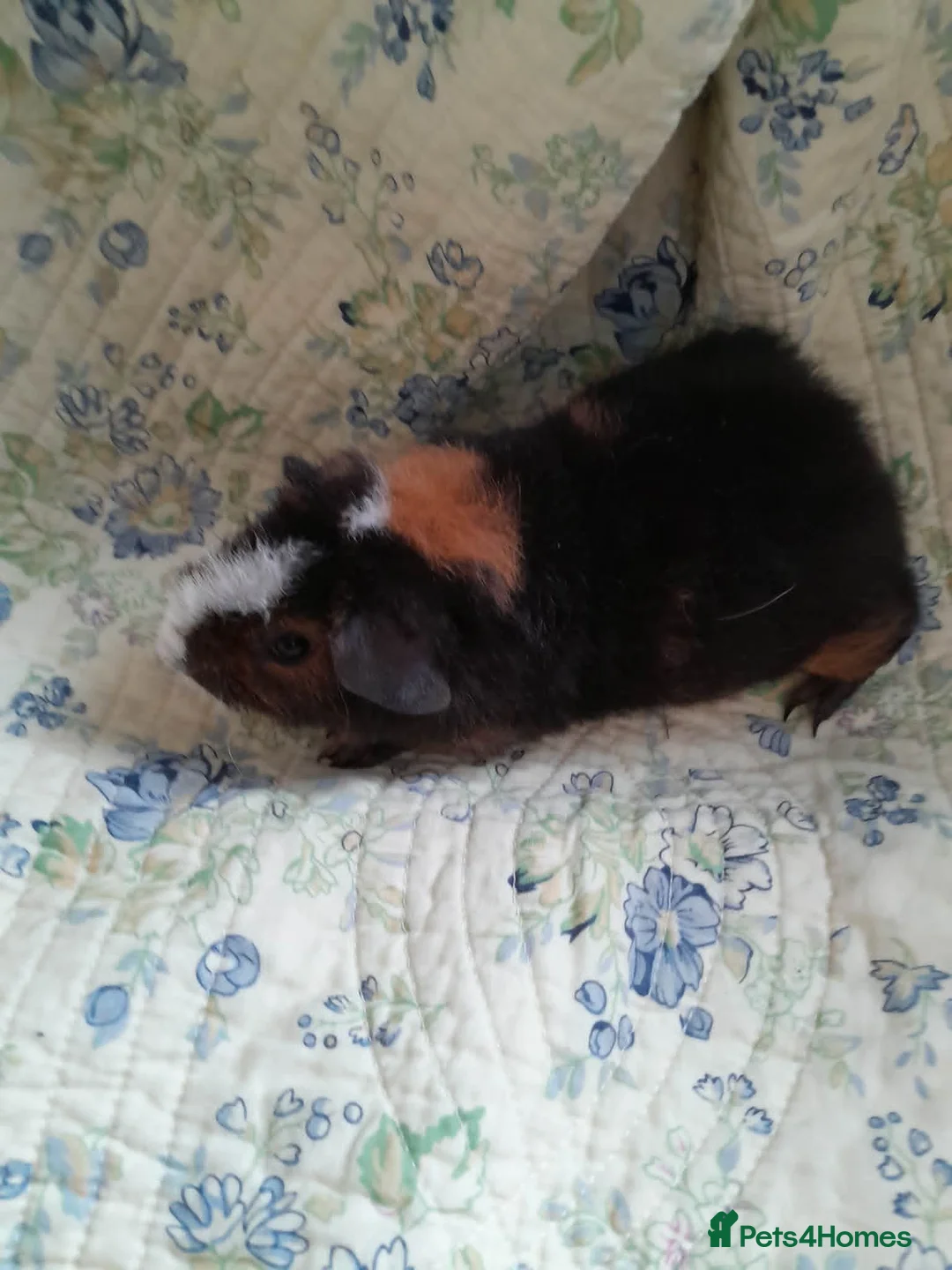 Guinea Pig rodents for sale: Pretty baby Teddy boys  - Advert 6