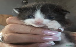 Ragdoll cats for sale: Gorgeous kittens in Nottingham - Image 1