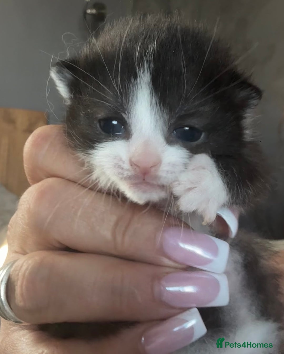 Ragdoll cats for sale: Gorgeous kittens in Nottingham - Image 1