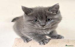 Ragdoll cats for sale: British Ragdoll kittens - Image 2