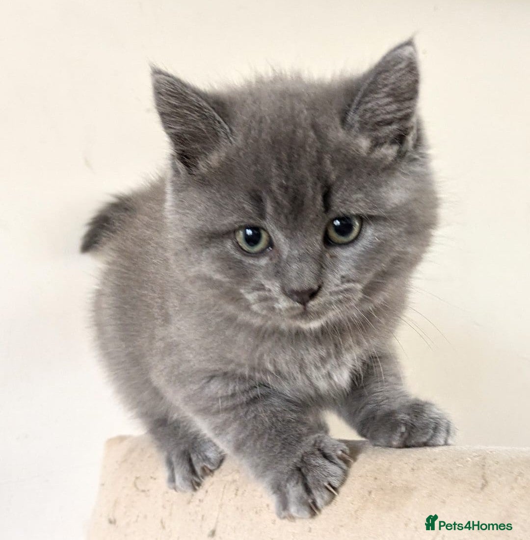 Ragdoll cats for sale: British Ragdoll kittens - Image 2