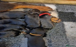 Rottweiler dogs for sale: KC Registered Rottweiler Puppies excellent lineage - Image 7