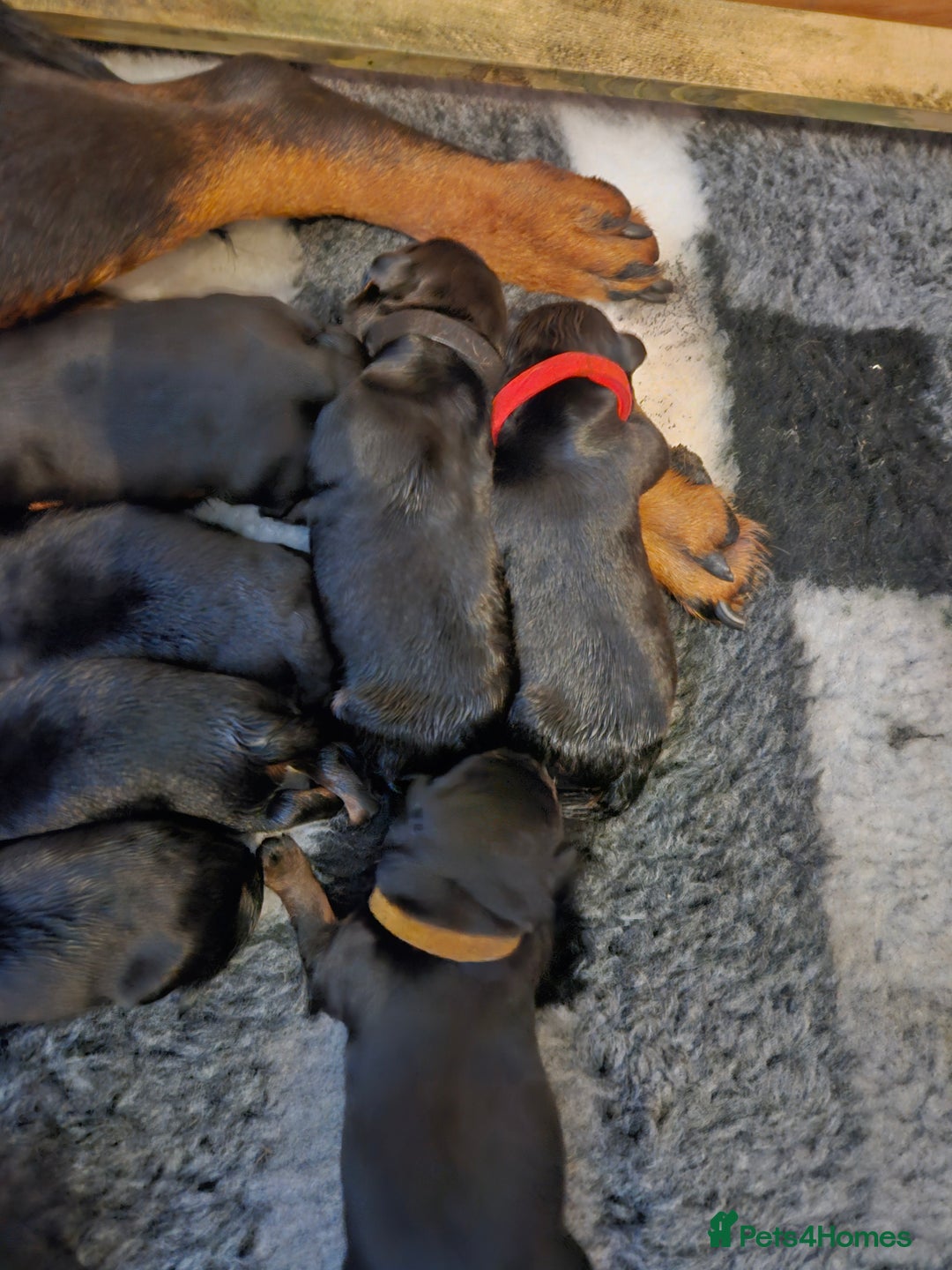 Rottweiler dogs for sale: KC Registered Rottweiler Puppies excellent lineage - Image 7
