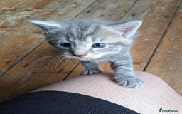 British Shorthair cats for sale: 3 gorgeous boy kittens - Image 6
