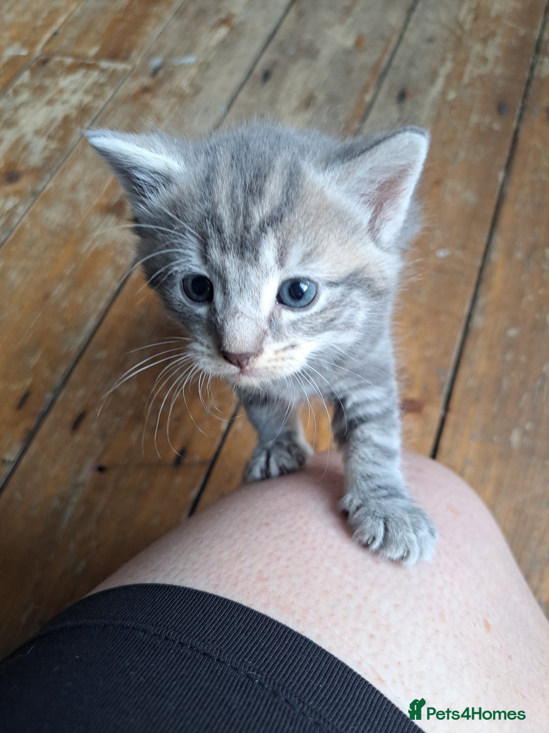 British Shorthair cats for sale: 3 gorgeous boy kittens - Image 6