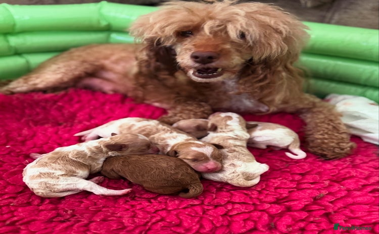 Toy Poodle dogs - Advert 1