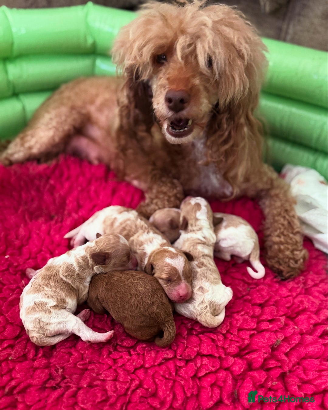 Toy Poodle dogs for sale: Tiny, rare parti poodle puppies. Red & white.  - Image 1