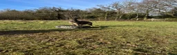 German Shepherd dogs for sale: Male German shepherd 7years - Advert 30