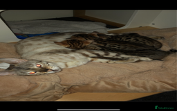 Bengal cats for sale: beautiful bengal kittens  - Image 2