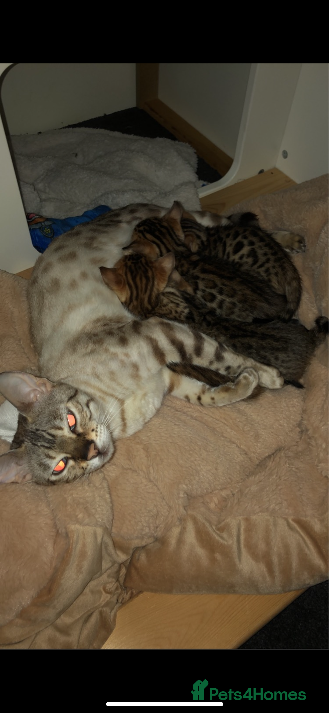 Bengal cats for sale: beautiful bengal kittens  - Image 2