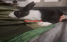 Mixed Breed rabbits for sale: 10 mixed breed rabbits  - Advert 5