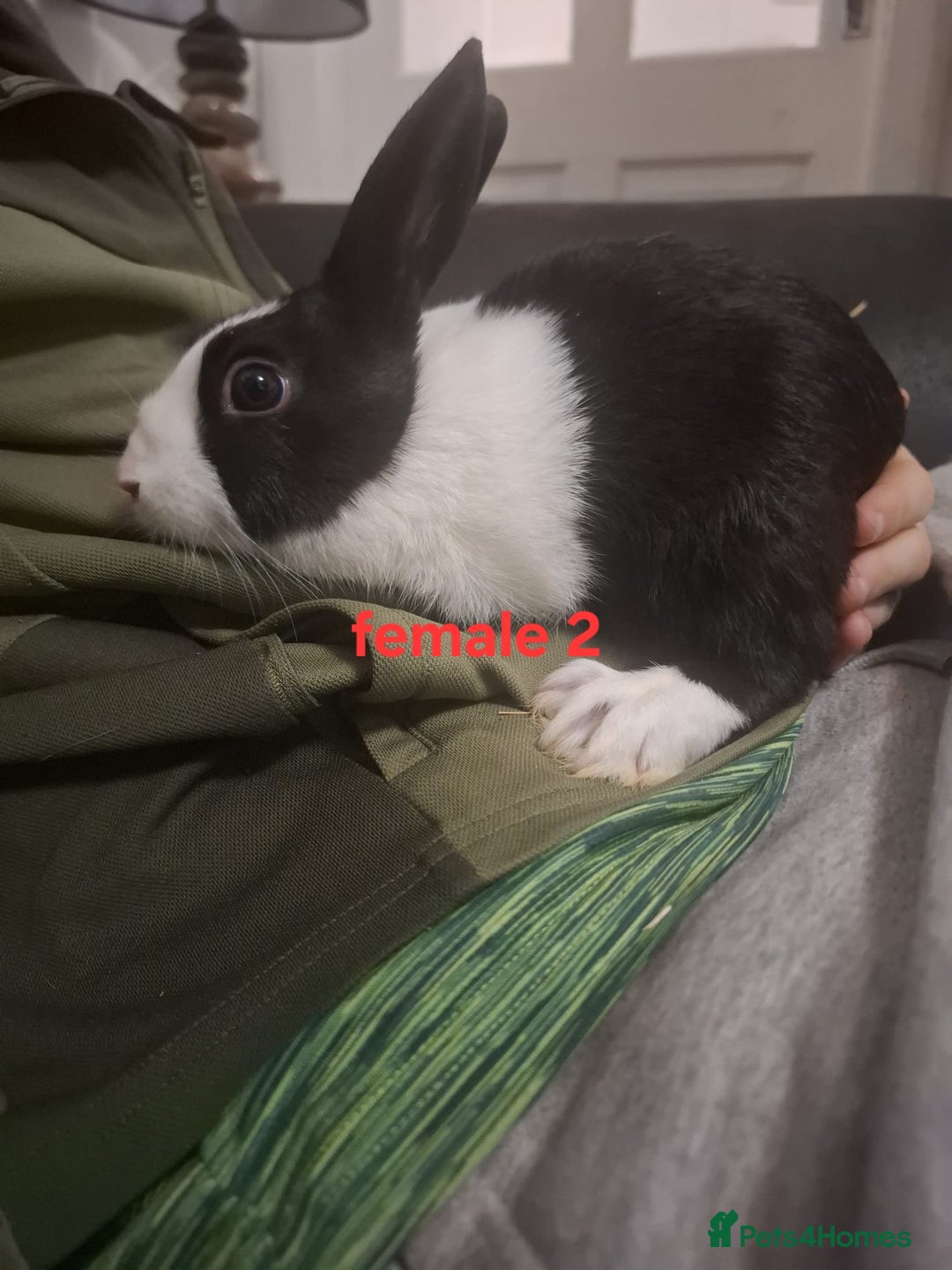 Mixed Breed rabbits for sale: 10 mixed breed rabbits  - Advert 5