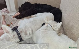 Sproodle dogs for sale: Beautiful Male Sproodle - Image 4