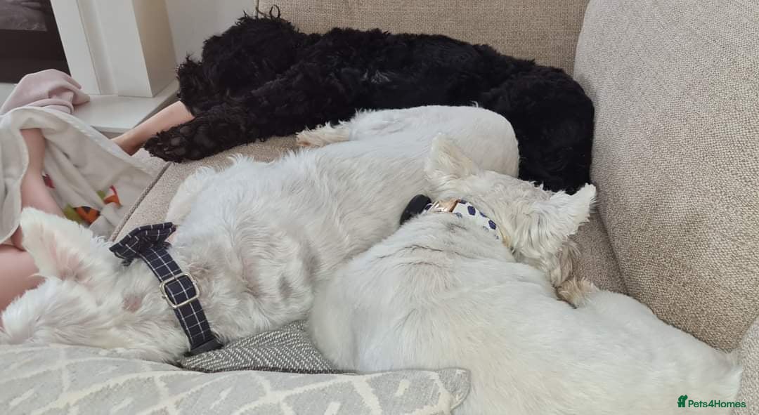 Sproodle dogs for sale: Beautiful Male Sproodle - Image 4