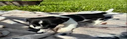 Jack Russell dogs for sale: MINI JACK RUSSELS GENUINE PURE LINE BRED - Advert 8