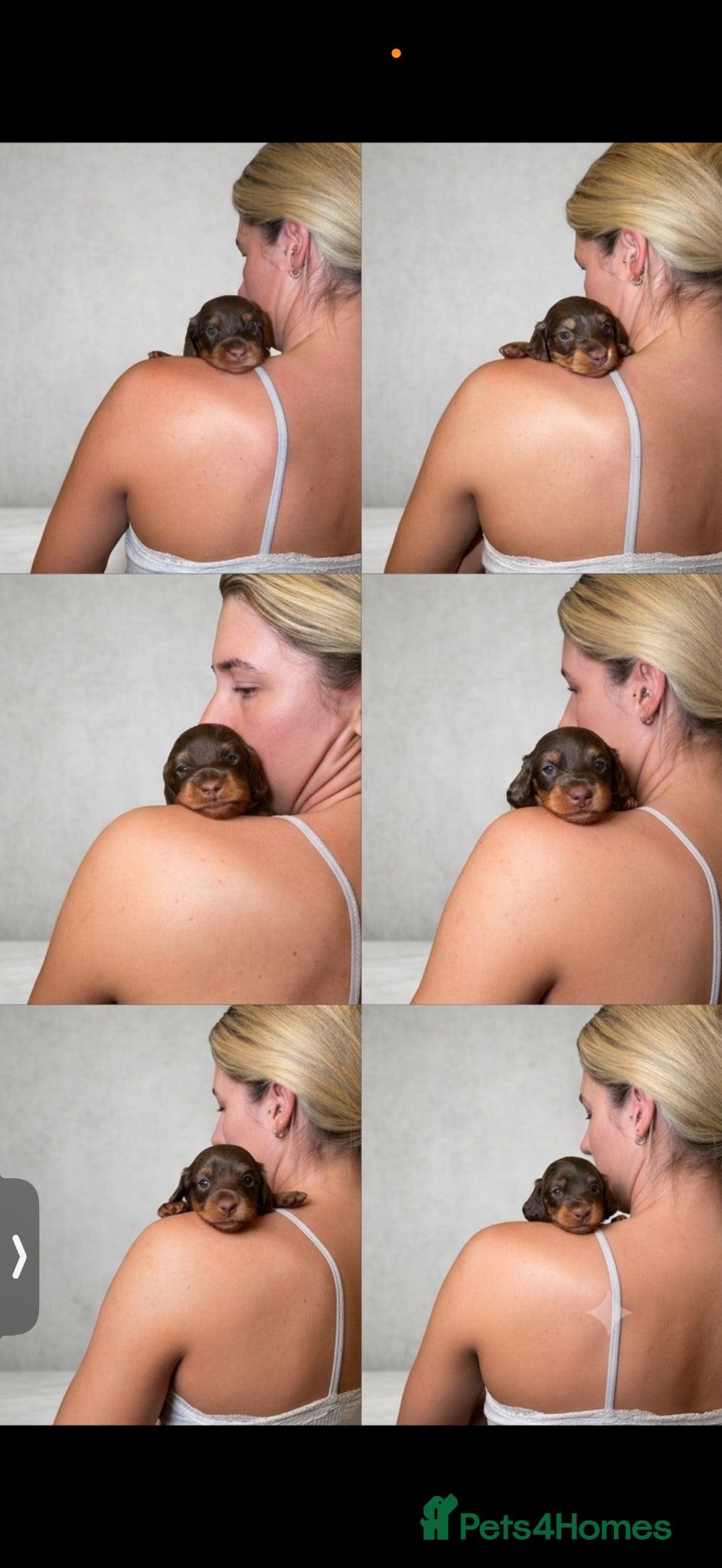 Miniature Dachshund dogs Stunning 5 ⭐️ long-haired miniature dachshunds - Advert 2