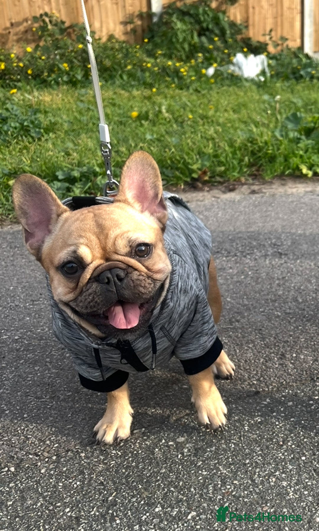 French Bulldog dogs for sale: French bulldog girl - Advert 1