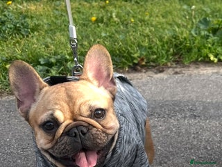 French Bulldog dogs for sale: French bulldog girl - Advert 1