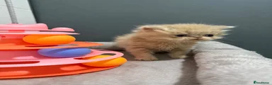 Persian Kitten 1