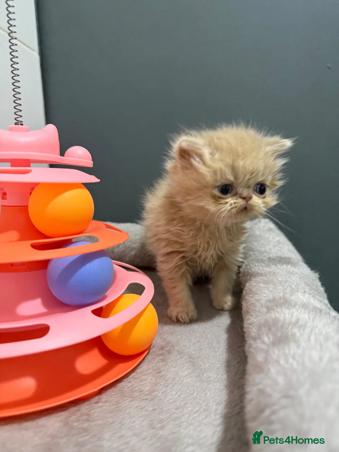 Persian cats for sale: Male cream Persian kitten  - Advert 1