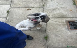 Shih Tzu dogs for sale: 2 male shih tzu - Image 2