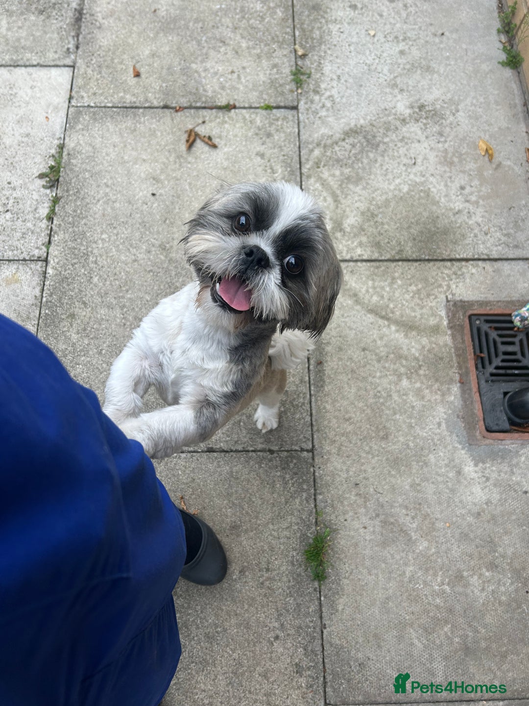 Shih Tzu dogs for sale: 2 male shih tzu - Image 2